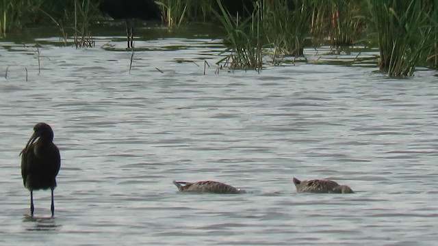 Marbled Duck - ML623139677