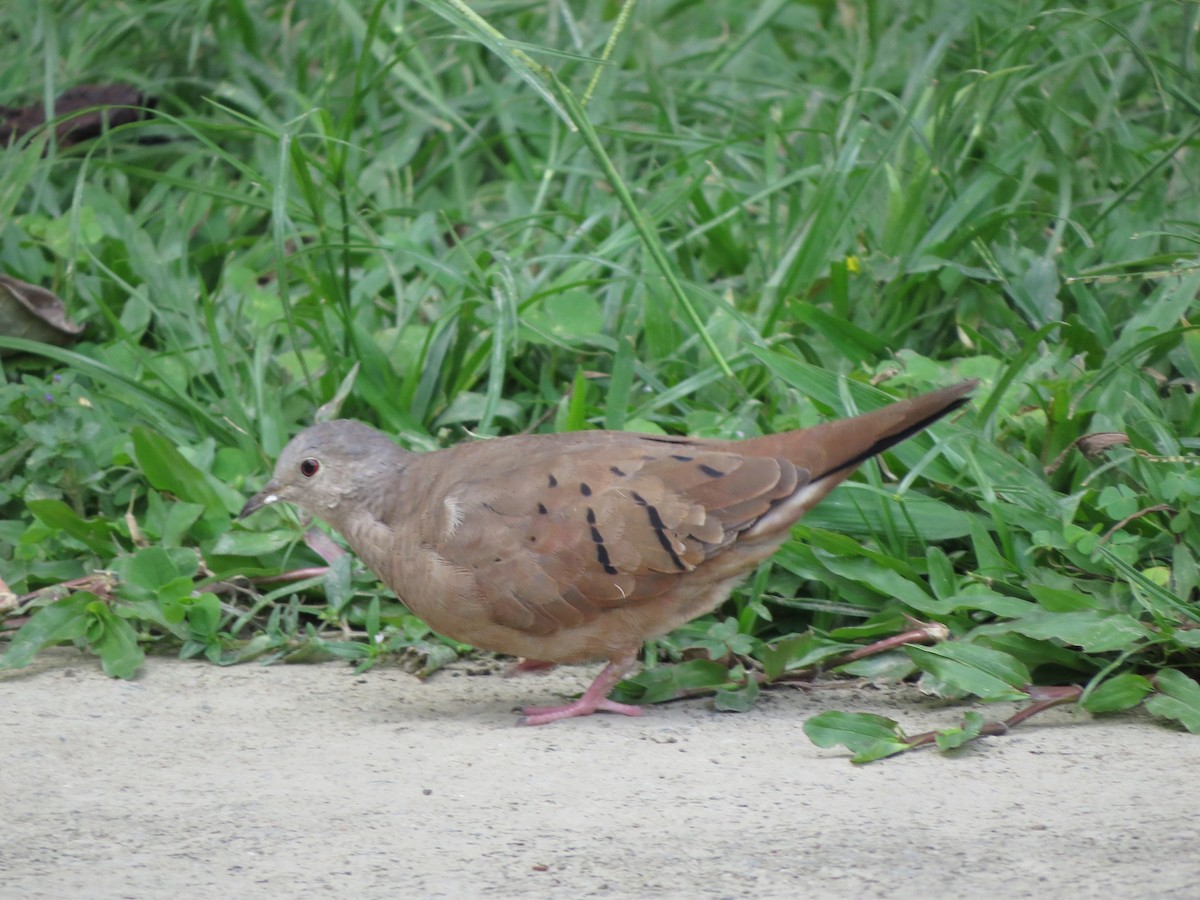 Plain-breasted Ground Dove - ML623139689