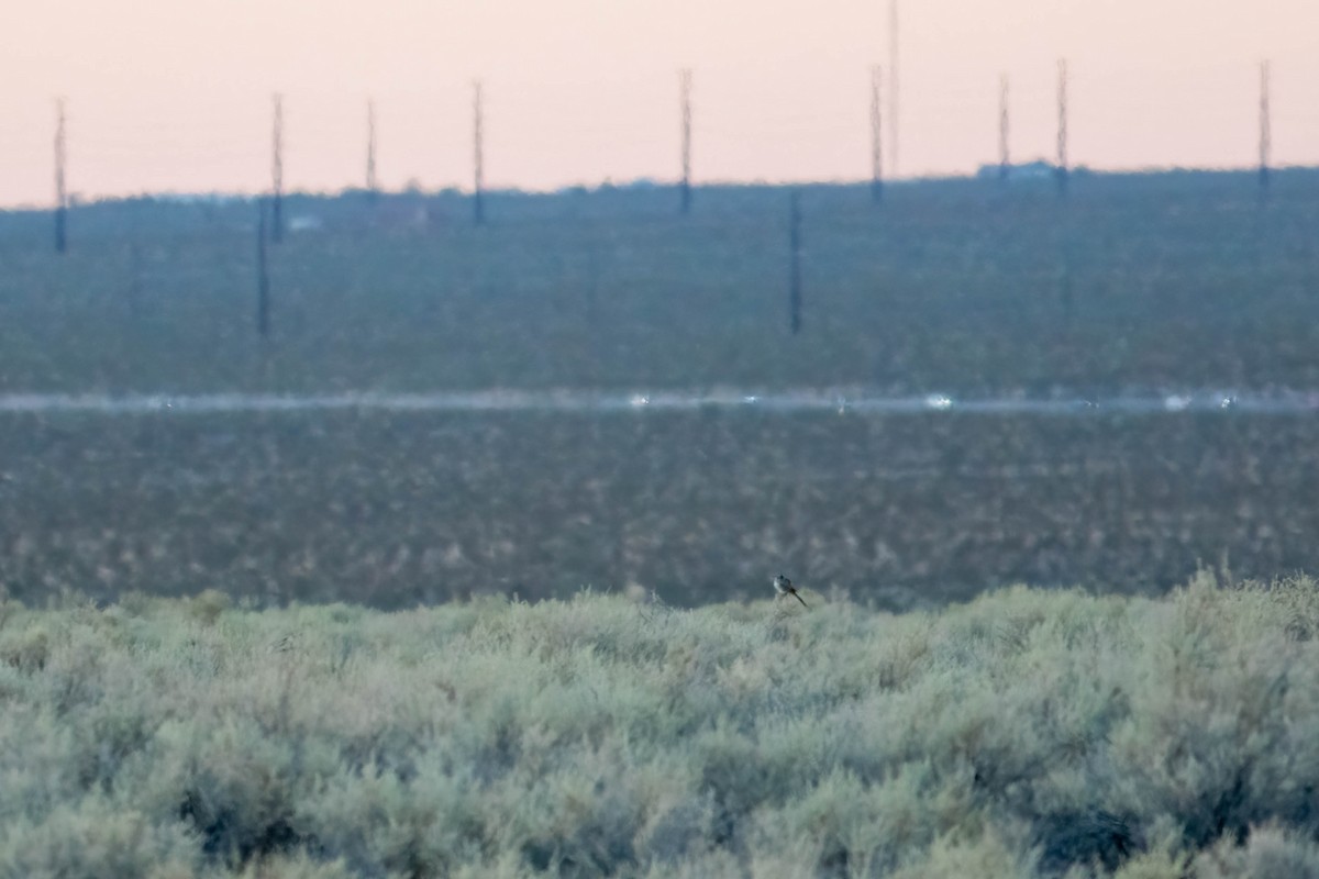 LeConte's Thrasher - ML623139713