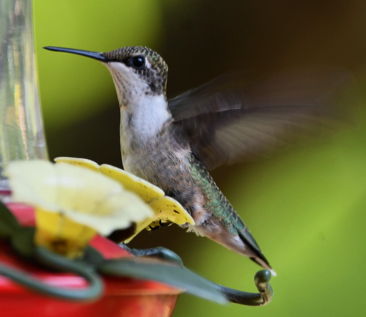 Ruby-throated Hummingbird - ML623139732