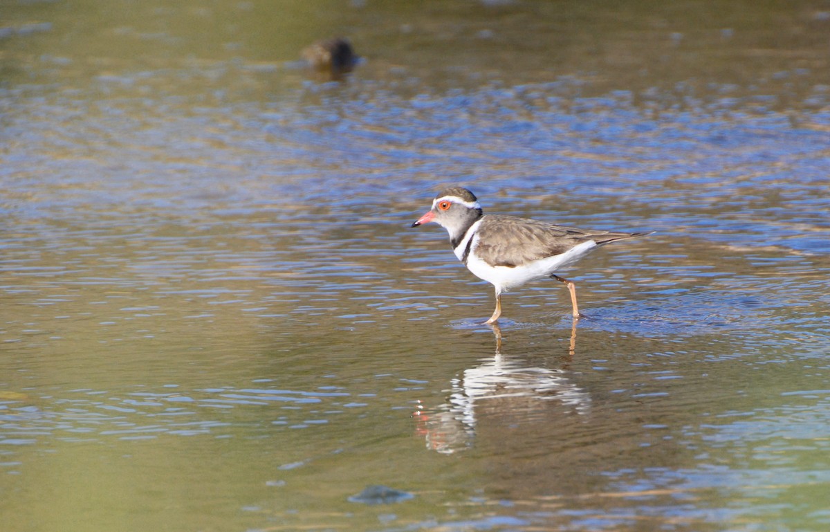 Three-banded Plover - ML623139736