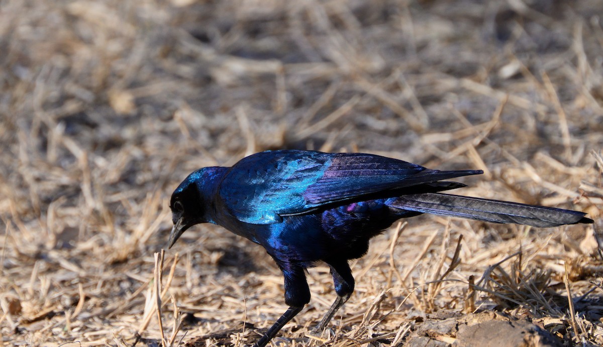 Burchell's Starling - ML623139742