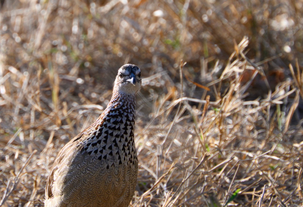 Crested Francolin - Brett Greenleaf