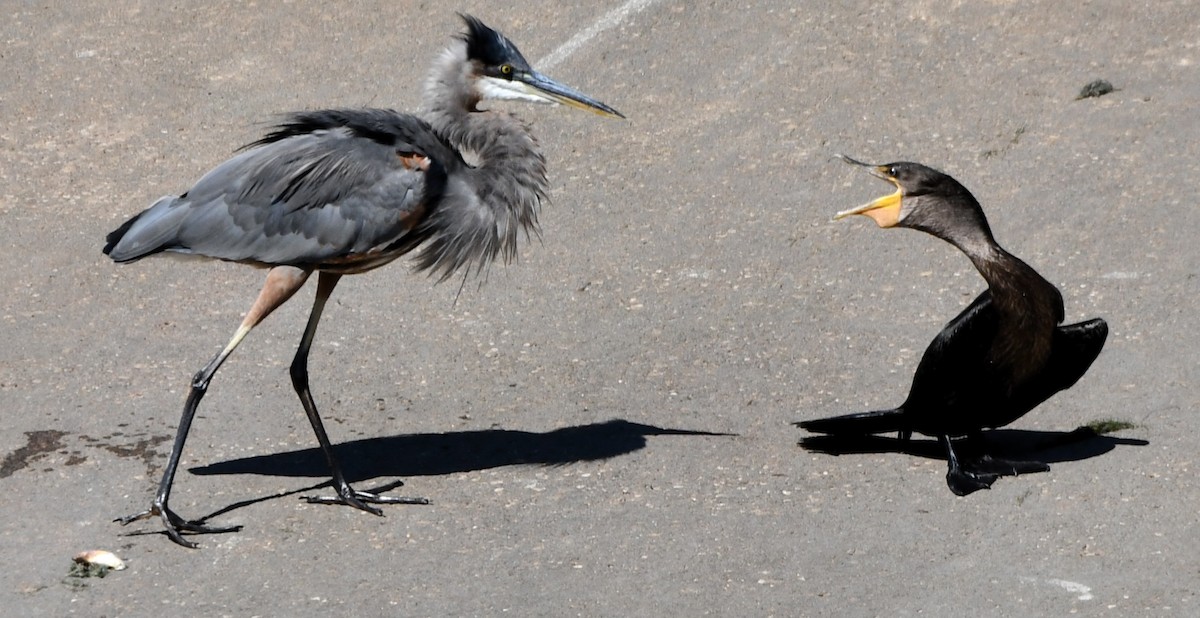 Double-crested Cormorant - ML623139773