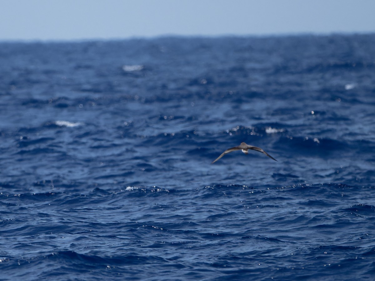 Bermuda Petrel - ML623139815