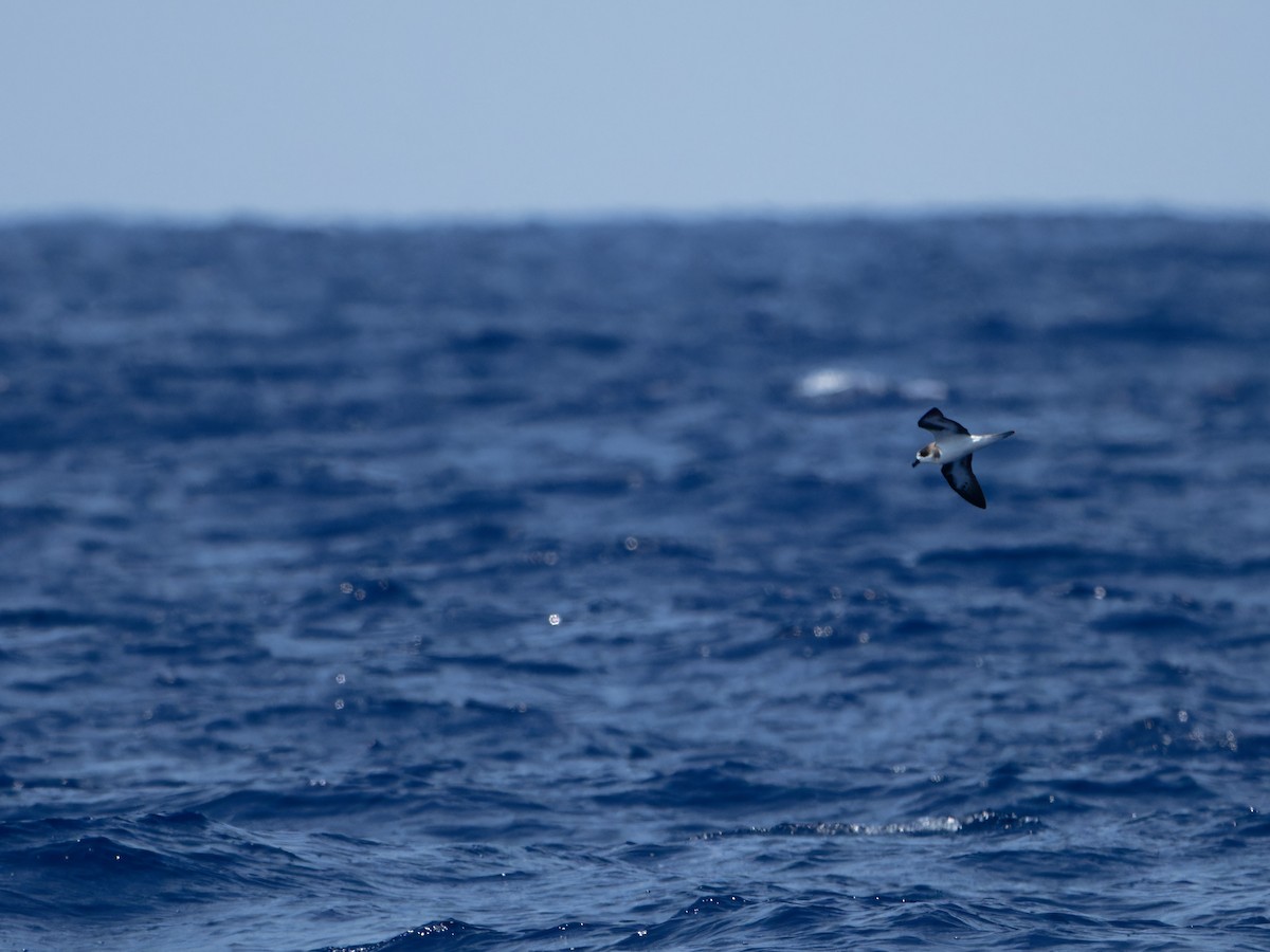 Bermuda Petrel - ML623139816