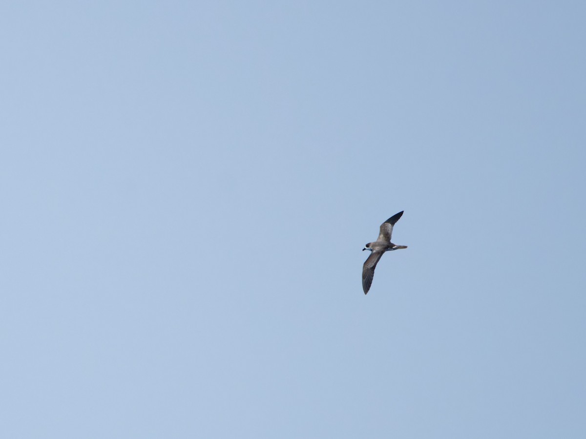 Bermuda Petrel - ML623139817