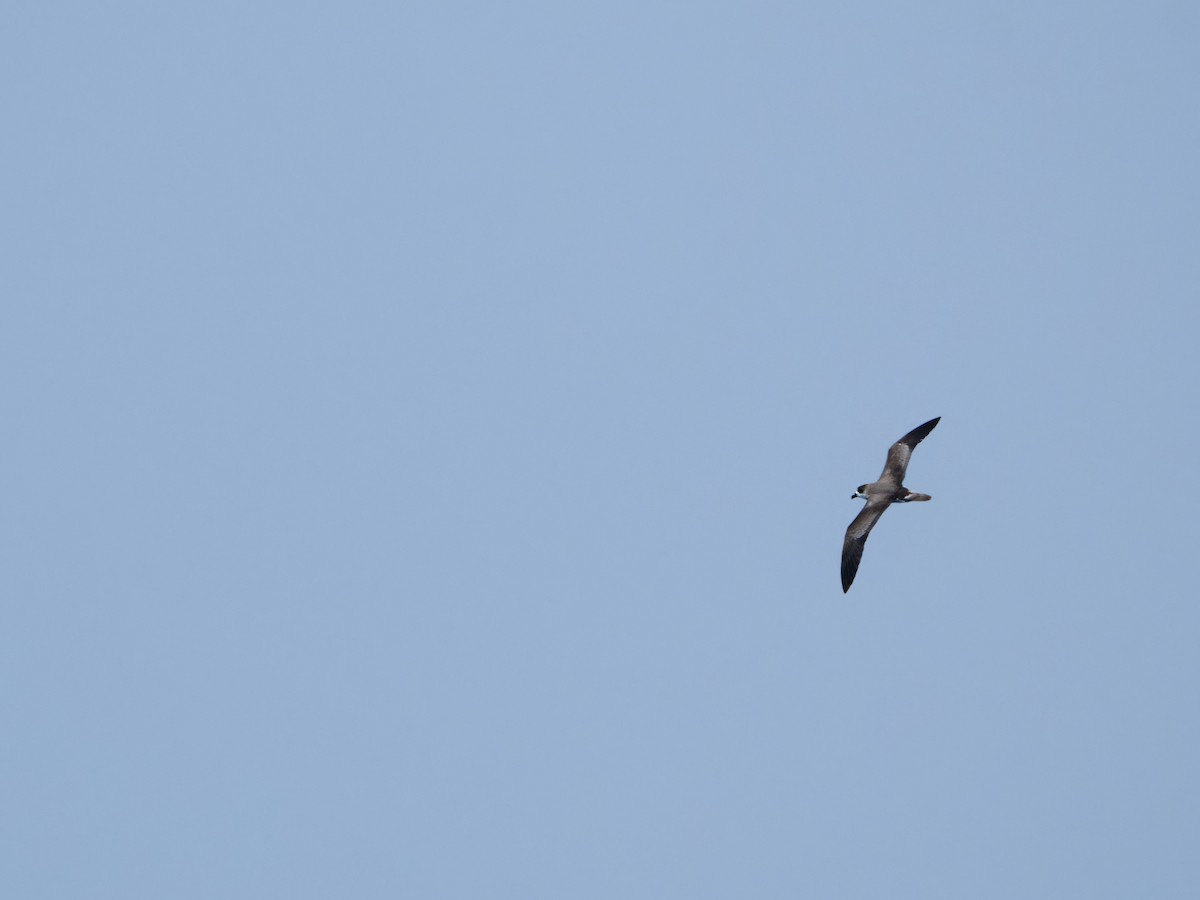 Bermuda Petrel - ML623139818