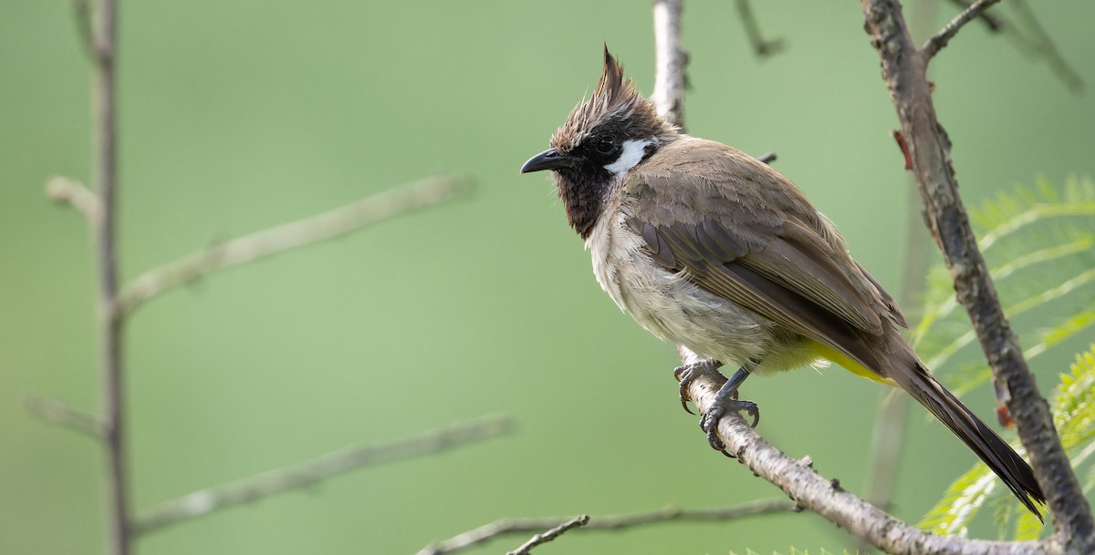 Himalayan Bulbul - ML623139837