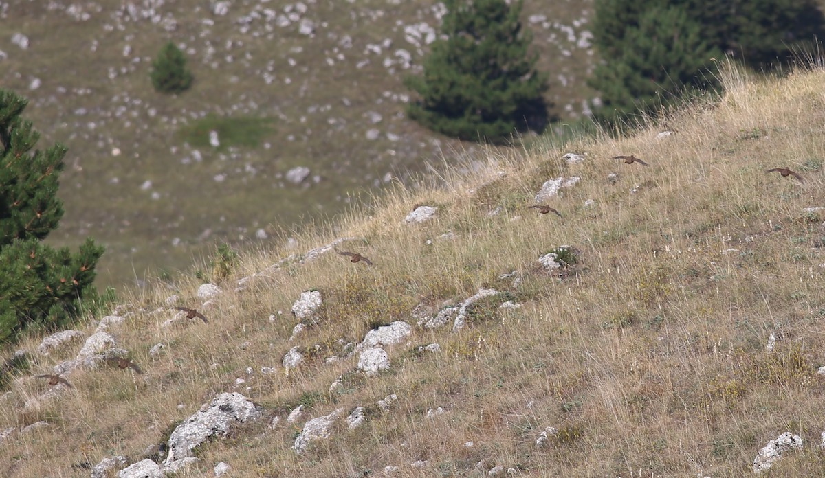 Gray Partridge - ML623139884