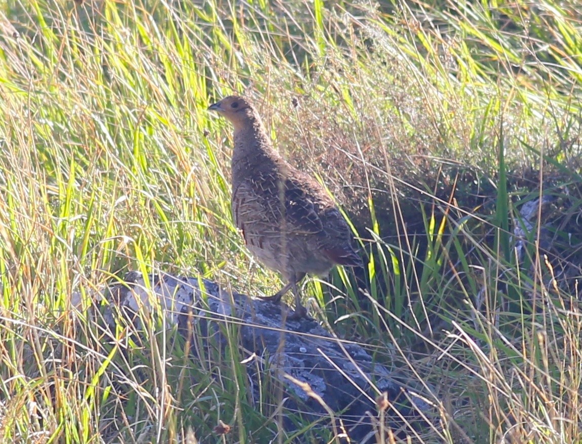 Gray Partridge - ML623139885