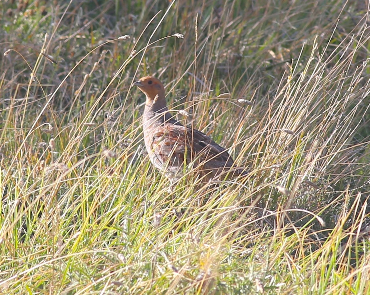 Gray Partridge - ML623139886