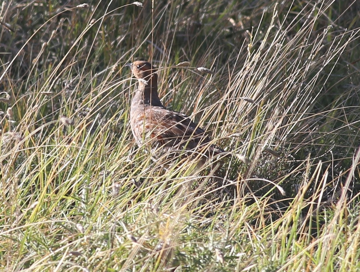 Gray Partridge - ML623139887