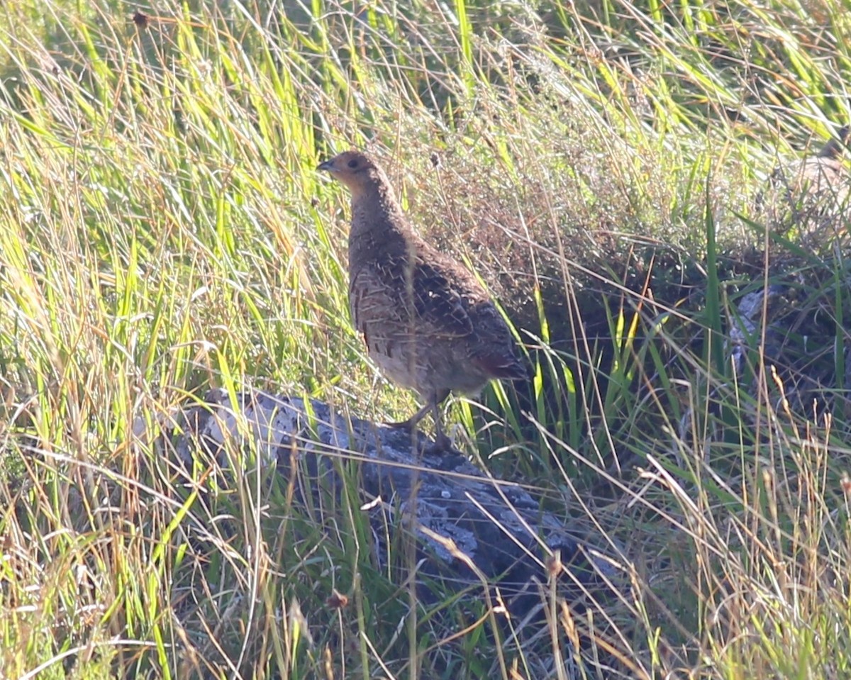 Gray Partridge - ML623139888