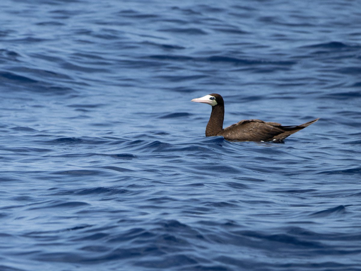 Brown Booby (Atlantic) - Alan Van Norman