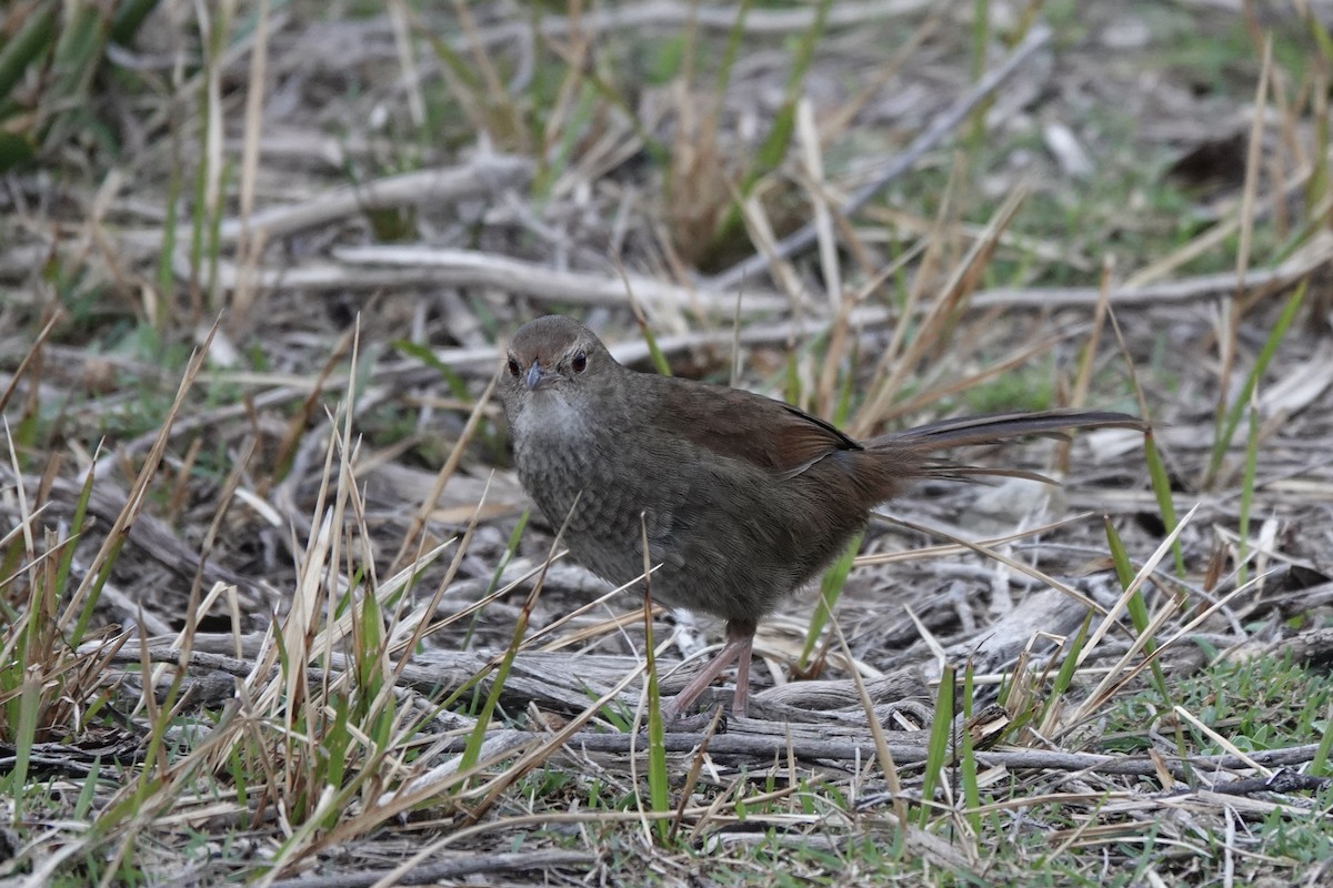 Eastern Bristlebird - ML623139949