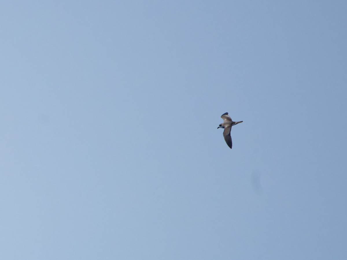 Bermuda Petrel - ML623139966