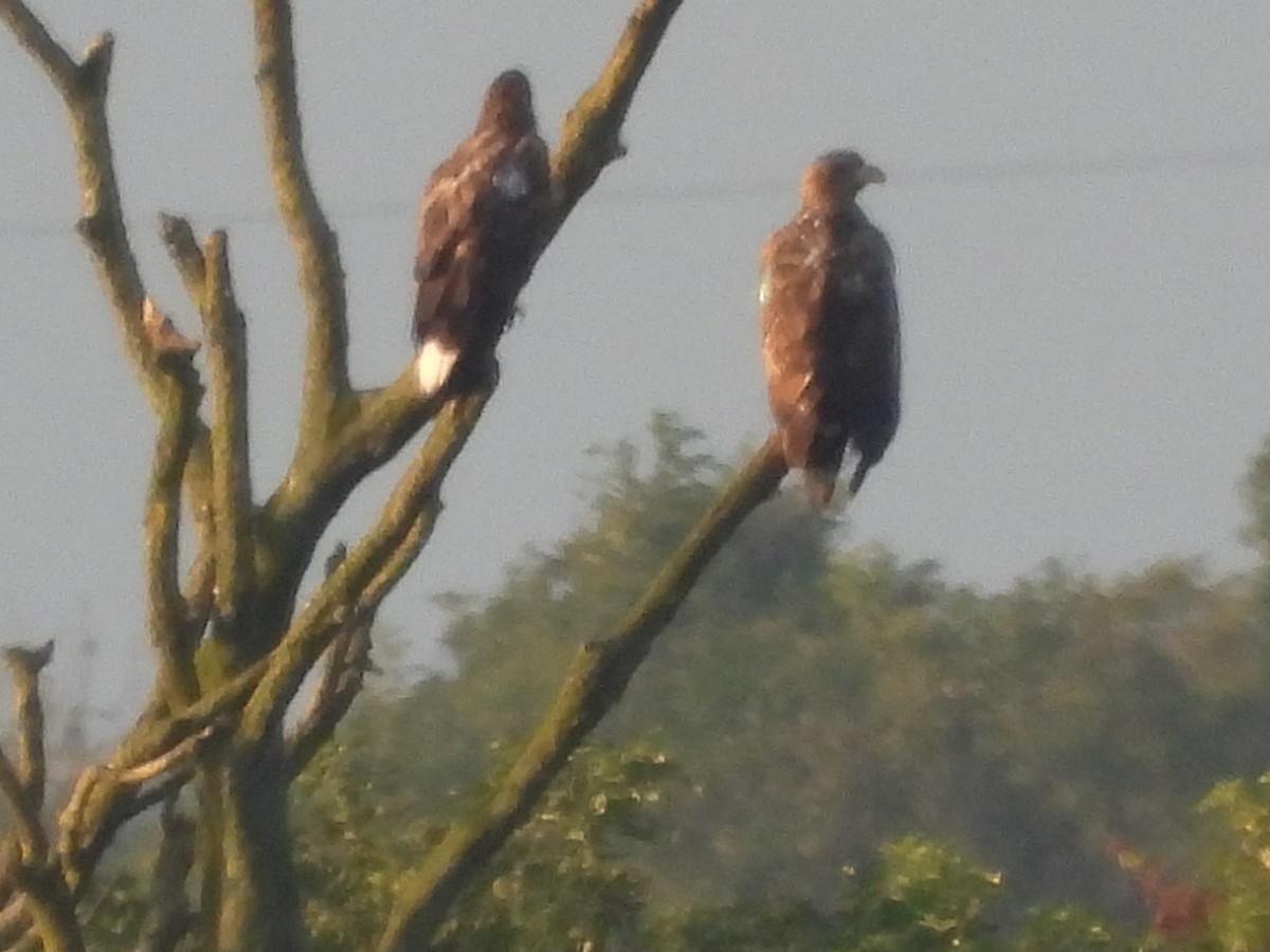 White-tailed Eagle - Maura Crowe