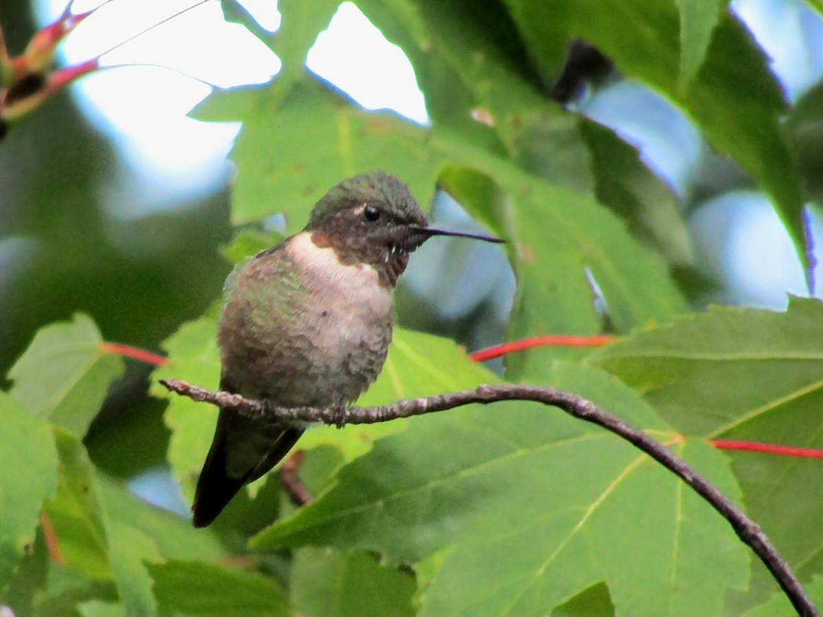 Ruby-throated Hummingbird - ML623139979