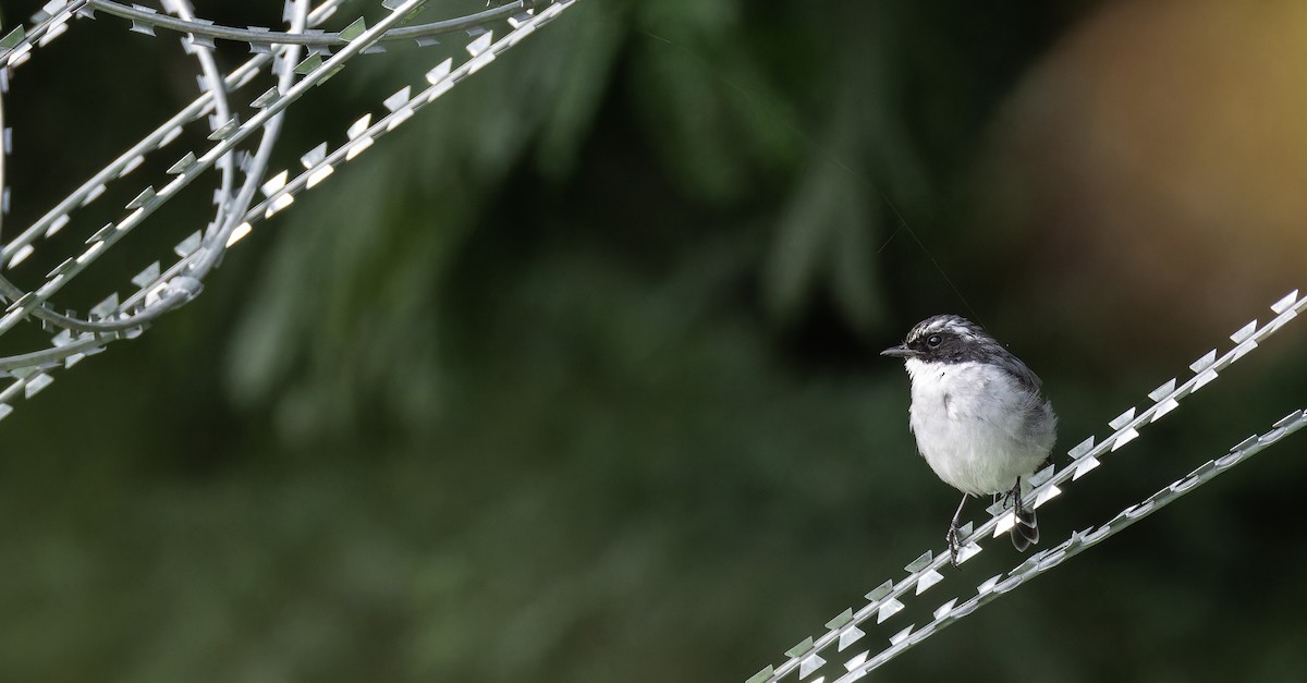 Gray Bushchat - ML623139992