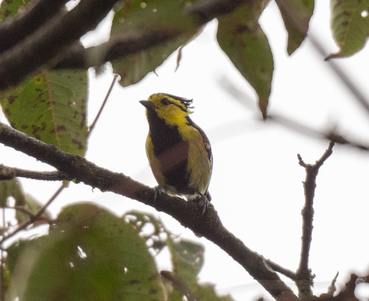 Yellow-cheeked Tit - ML623140052