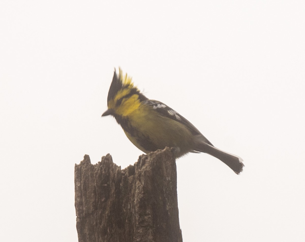 Yellow-cheeked Tit - ML623140094