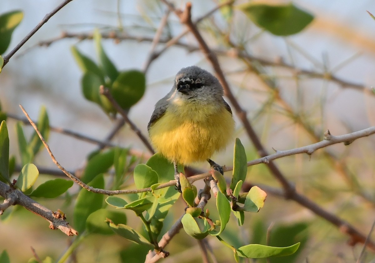 Southern Penduline-Tit - ML623140099