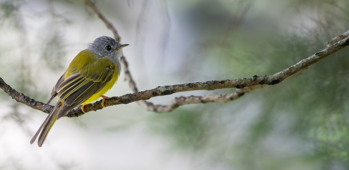 Gray-headed Canary-Flycatcher - Friedemann Arndt