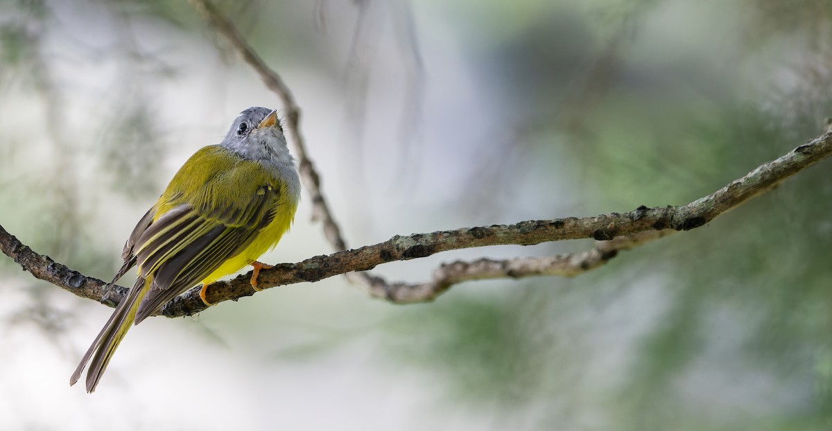 Gray-headed Canary-Flycatcher - ML623140211