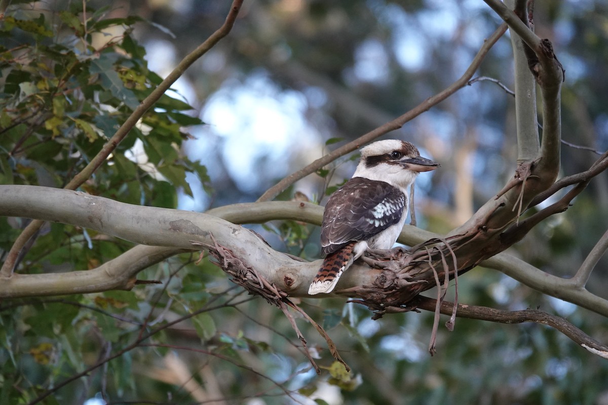 Laughing Kookaburra - ML623140247