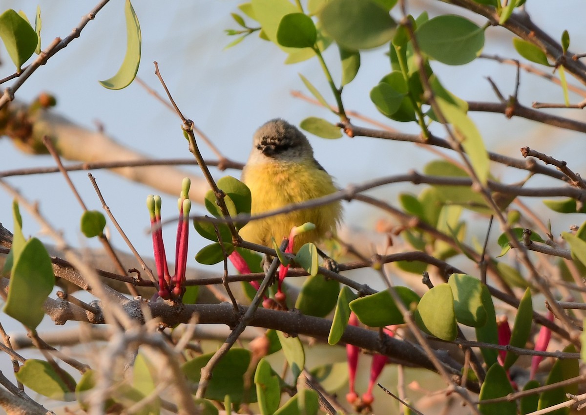 Southern Penduline-Tit - ML623140253