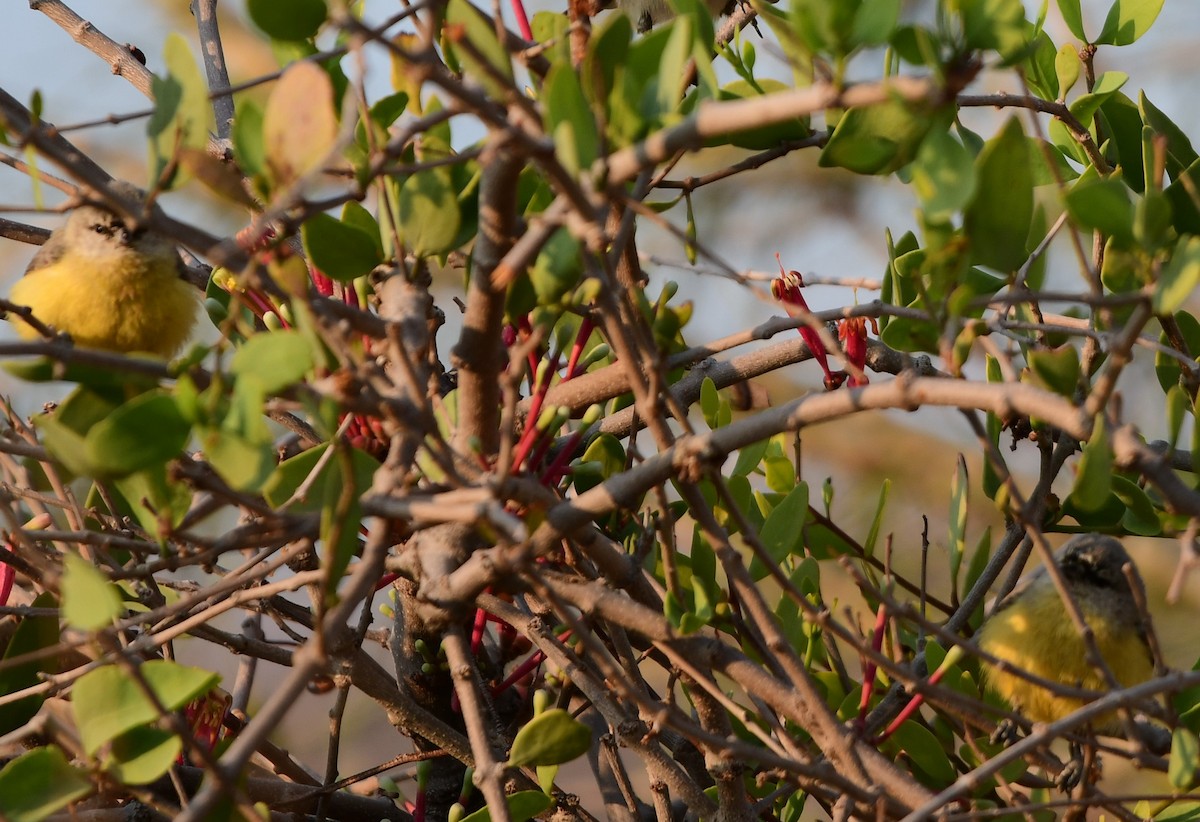 Southern Penduline-Tit - ML623140256