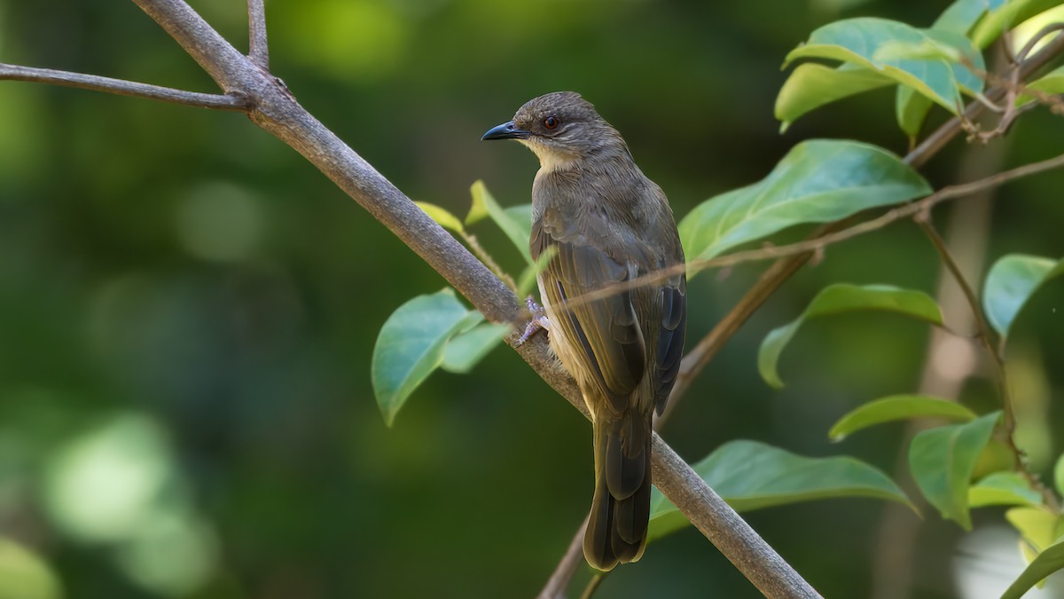 Red-eyed Bulbul - ML623140280