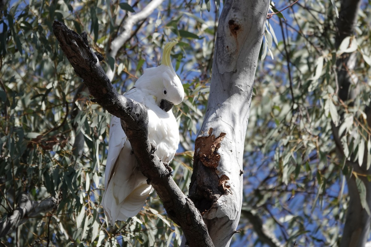 Sulphur-crested Cockatoo - ML623140302
