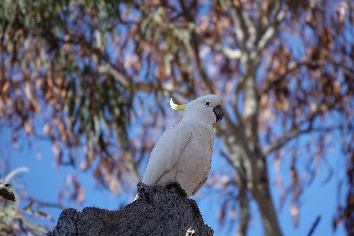 Sulphur-crested Cockatoo - ML623140303