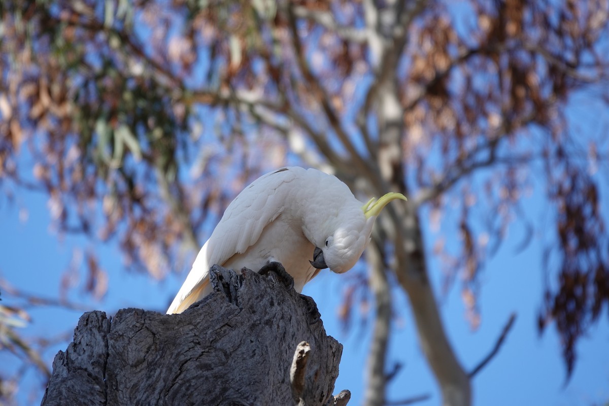 Sulphur-crested Cockatoo - ML623140304