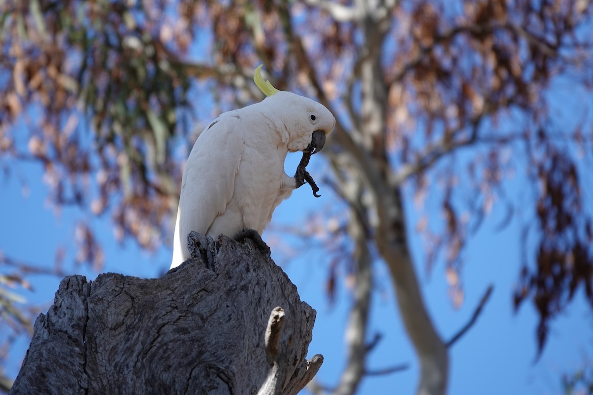 Sulphur-crested Cockatoo - ML623140305