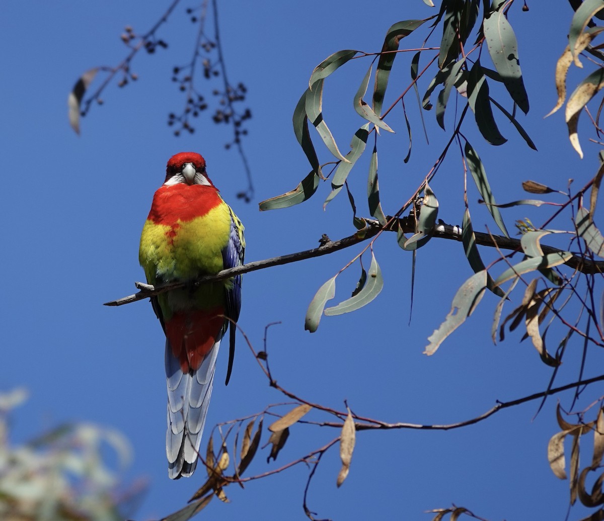 Eastern Rosella - ML623140322
