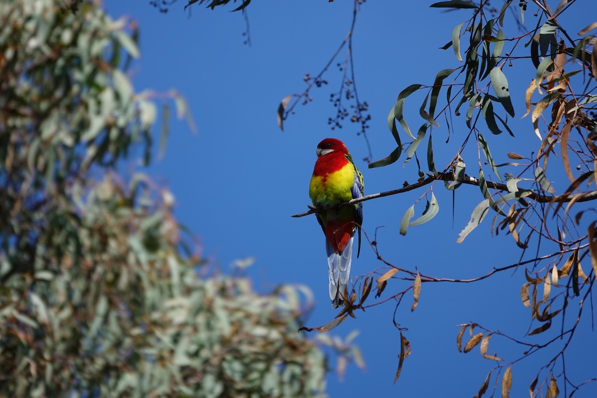 Eastern Rosella - ML623140323