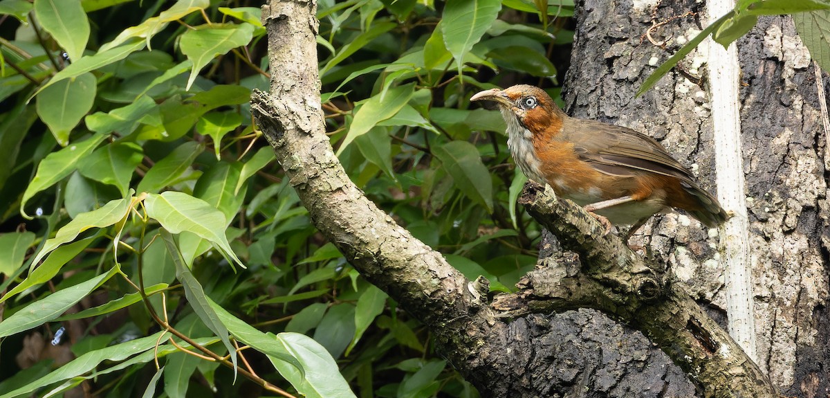 Rusty-cheeked Scimitar-Babbler - ML623140334