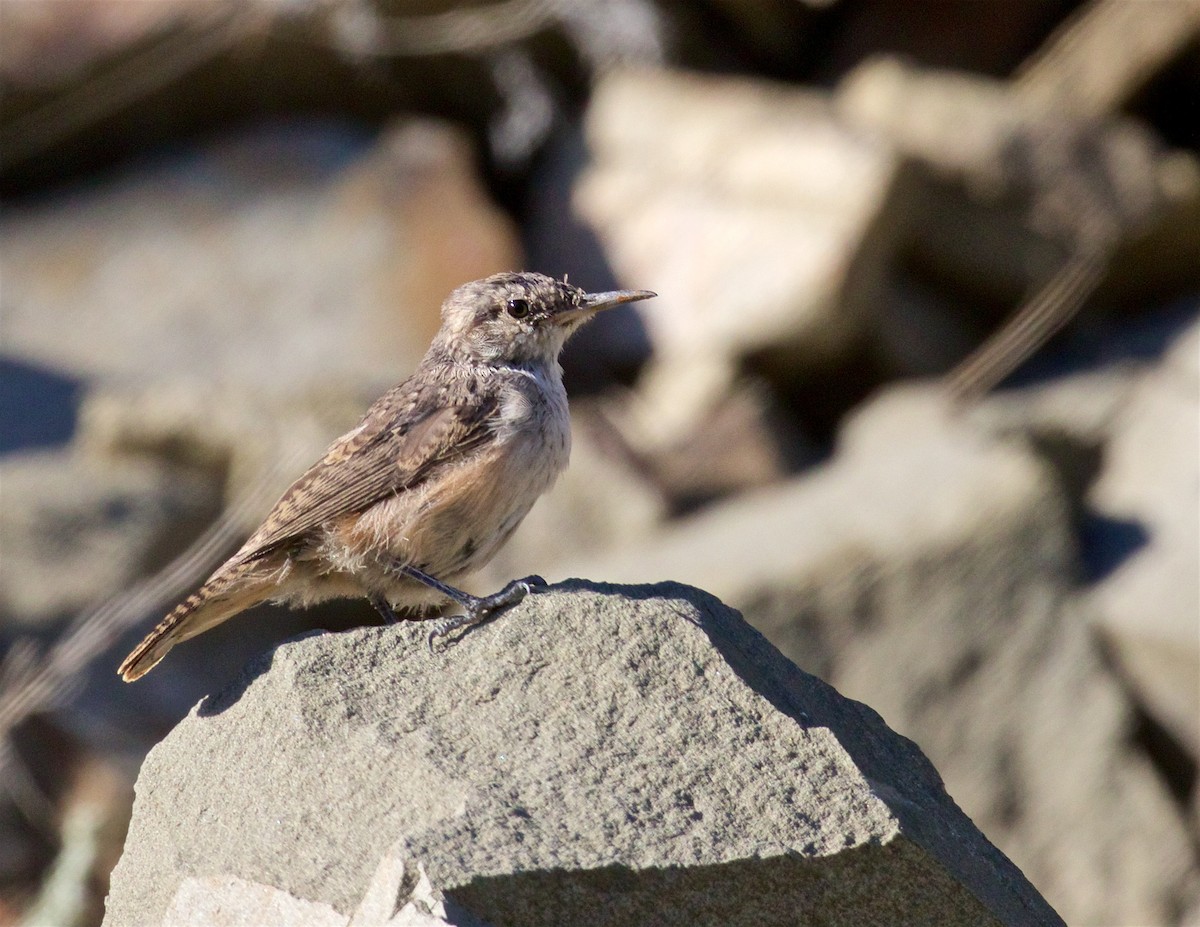 Rock Wren - ML623140339