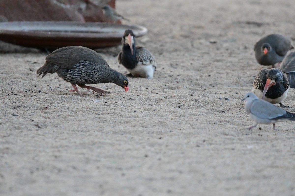 Red-billed Spurfowl - ML623140350