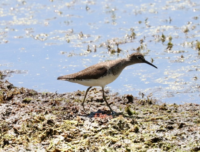 Solitary Sandpiper - ML623140361