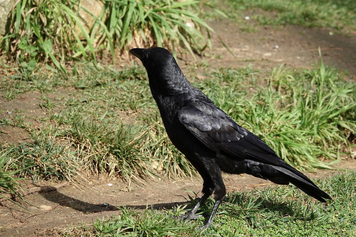 Australian Raven - ML623140425