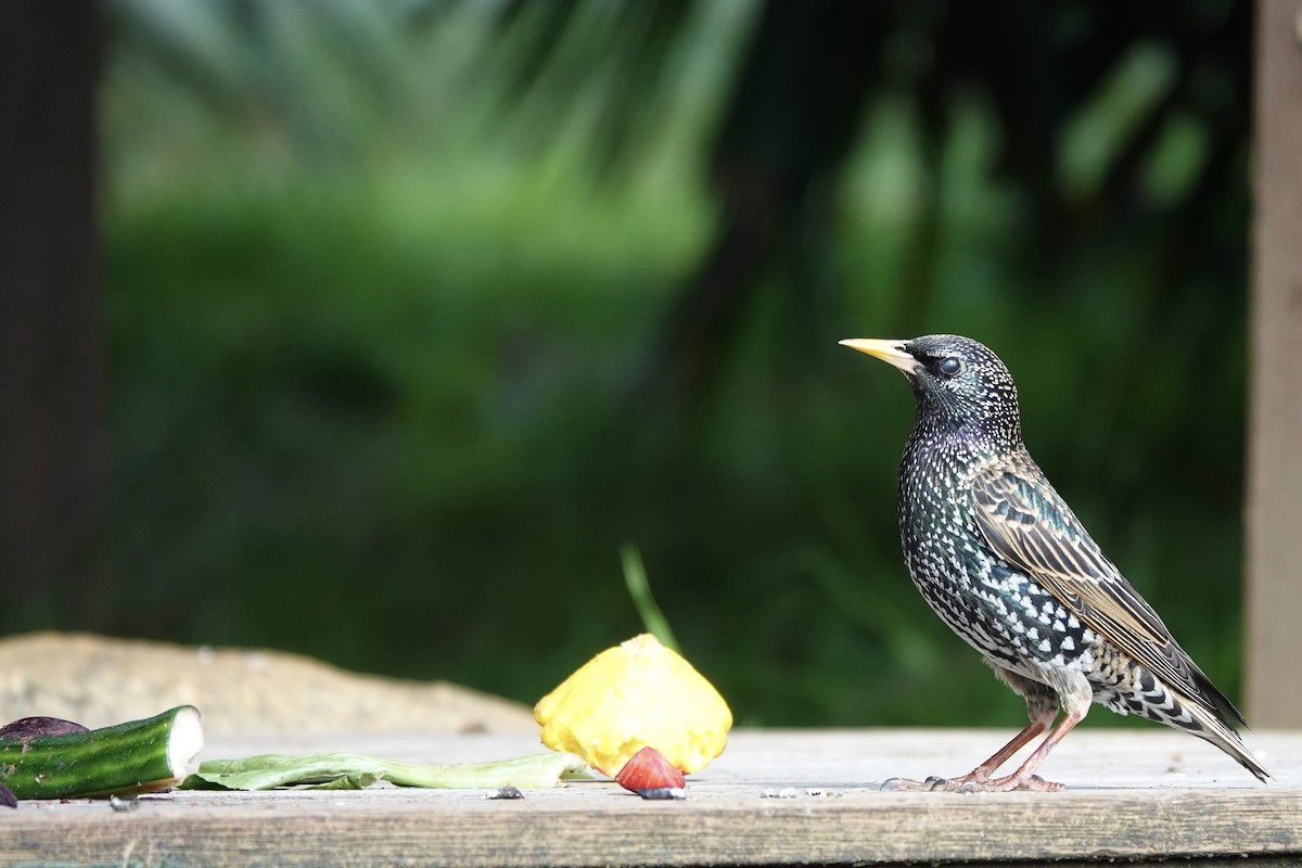 European Starling - ML623140438