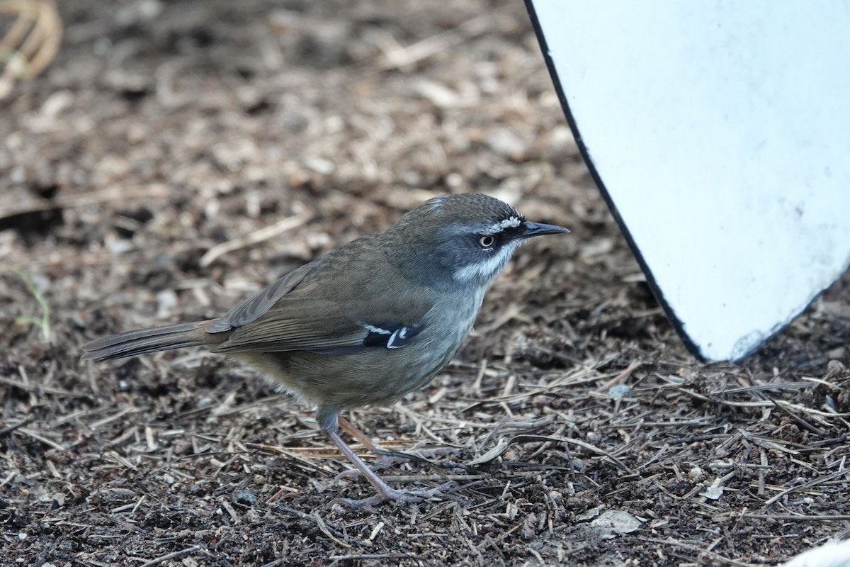 White-browed Scrubwren - ML623140442