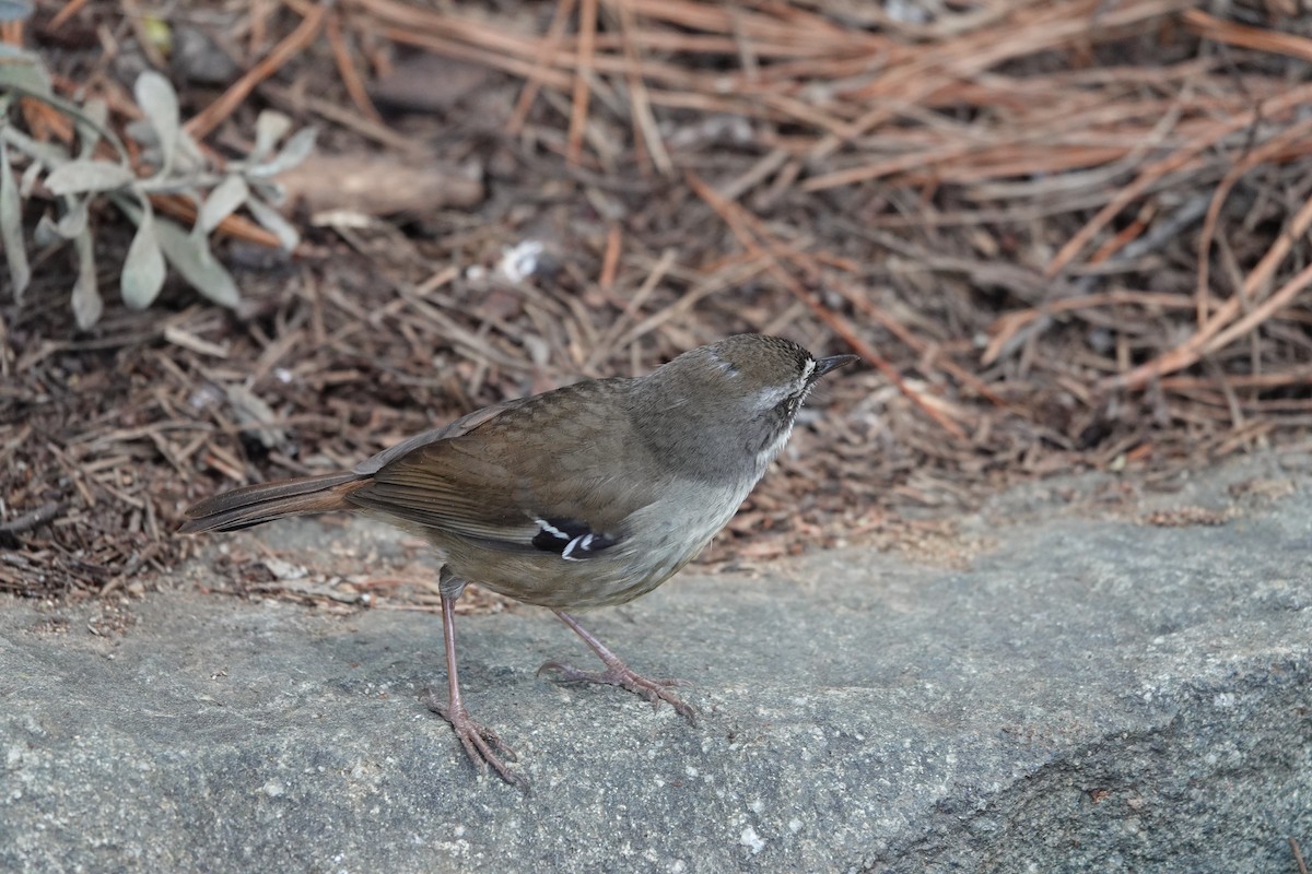 White-browed Scrubwren - ML623140443