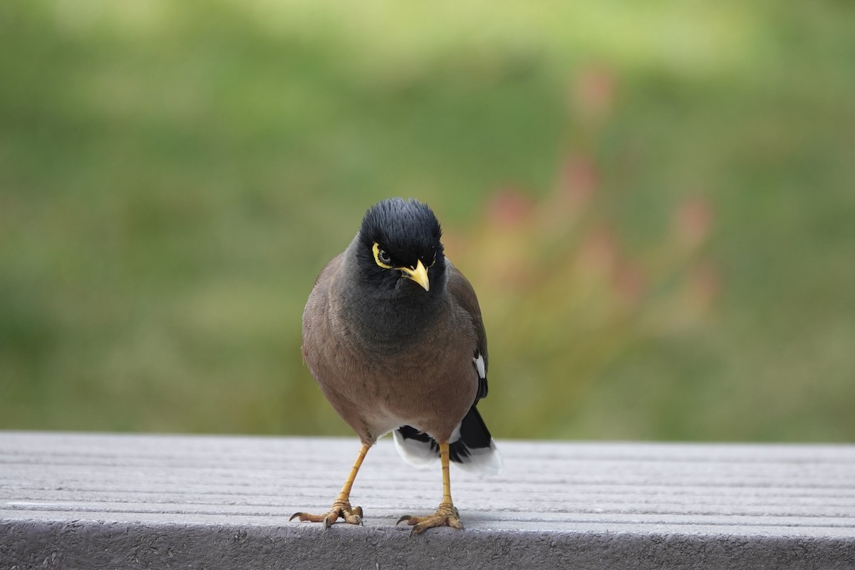 Common Myna - ML623140457