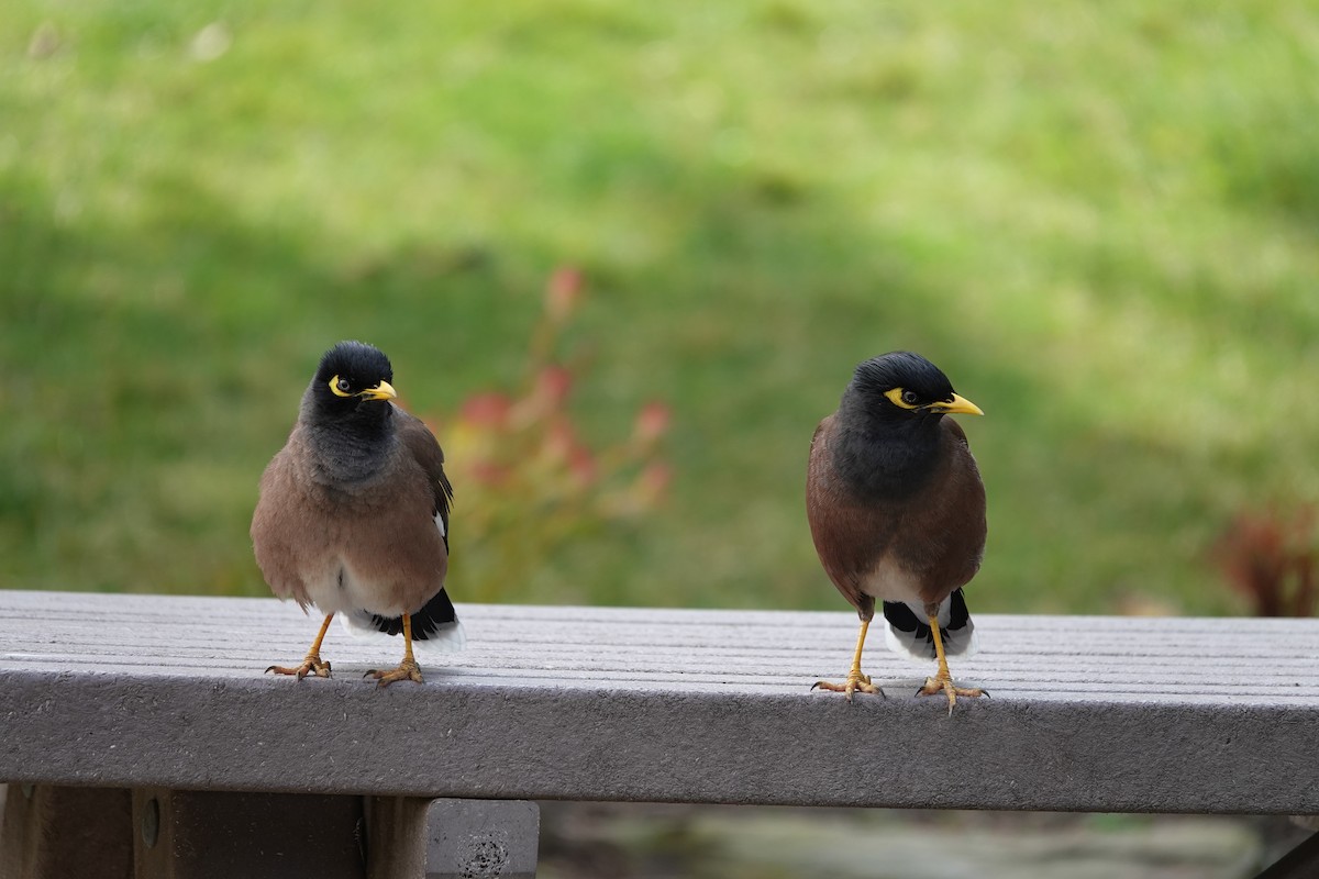 Common Myna - ML623140459