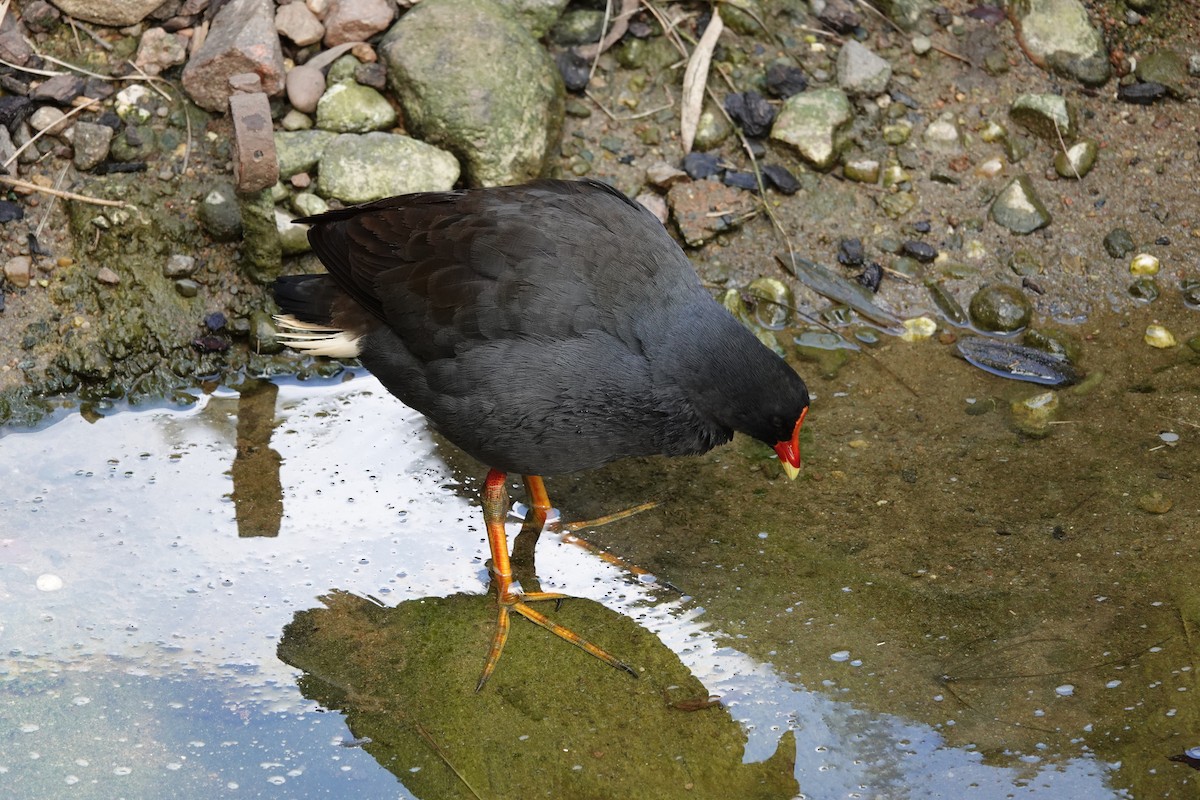Dusky Moorhen - ML623140464